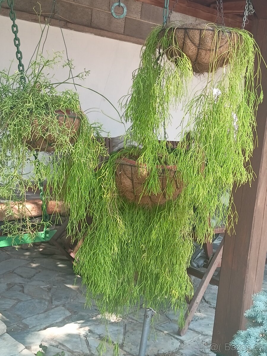 Kaktusy a sukulenty