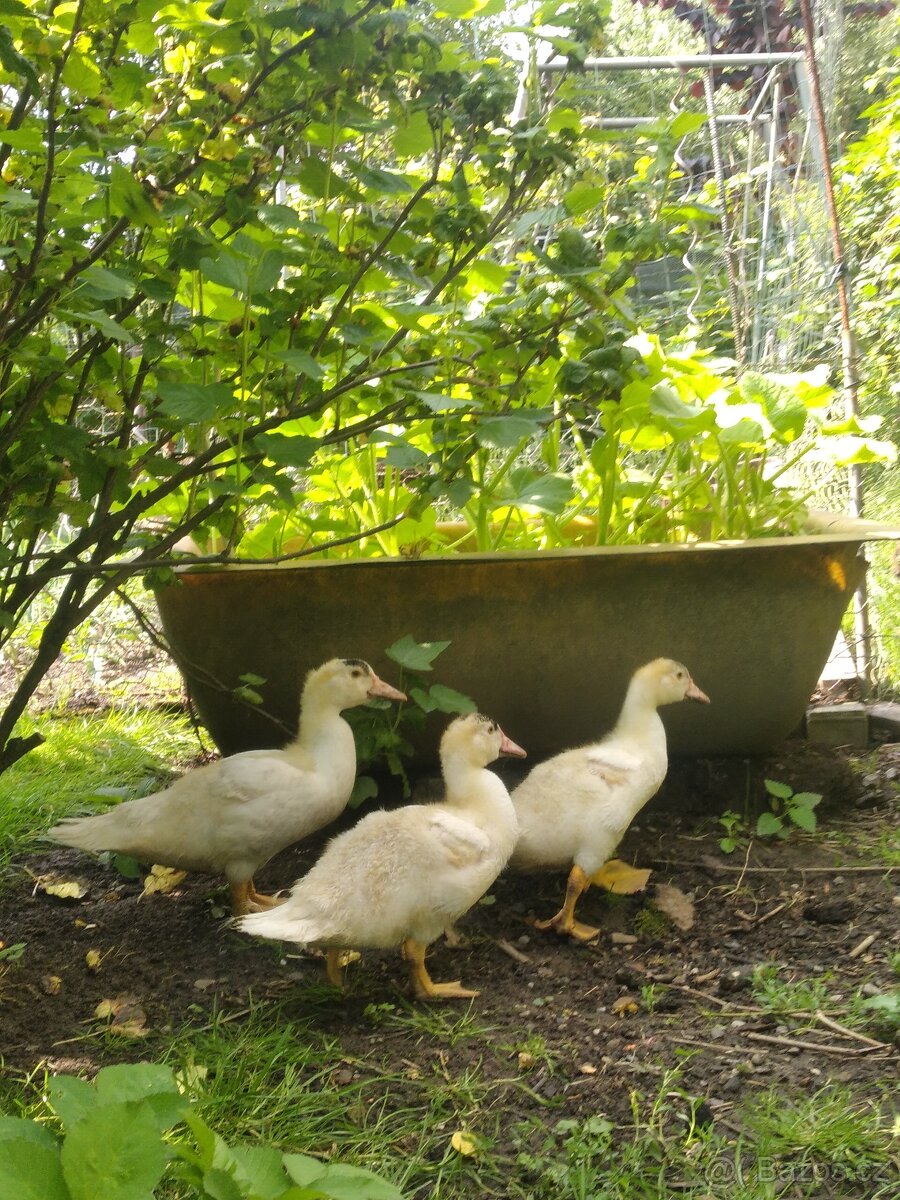 Prodám kachny pekingské