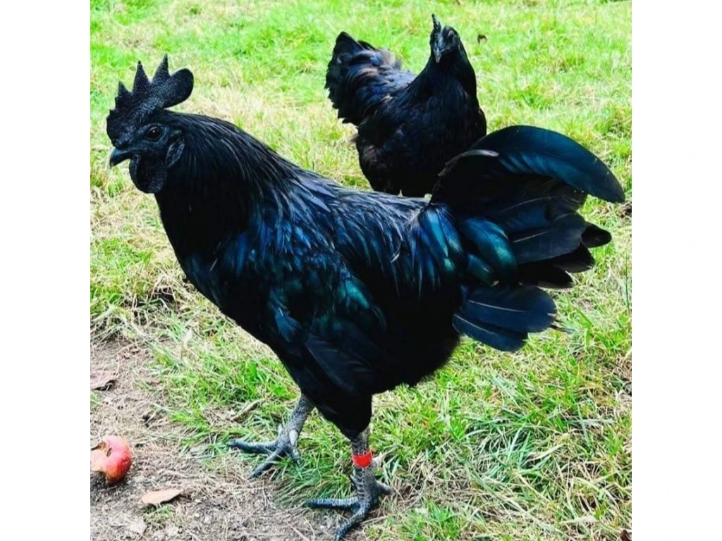 Ayam cemani