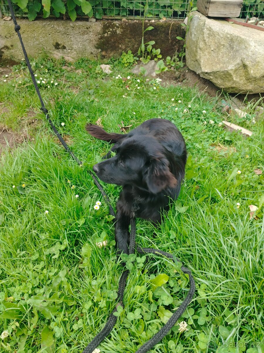 Border Kolie