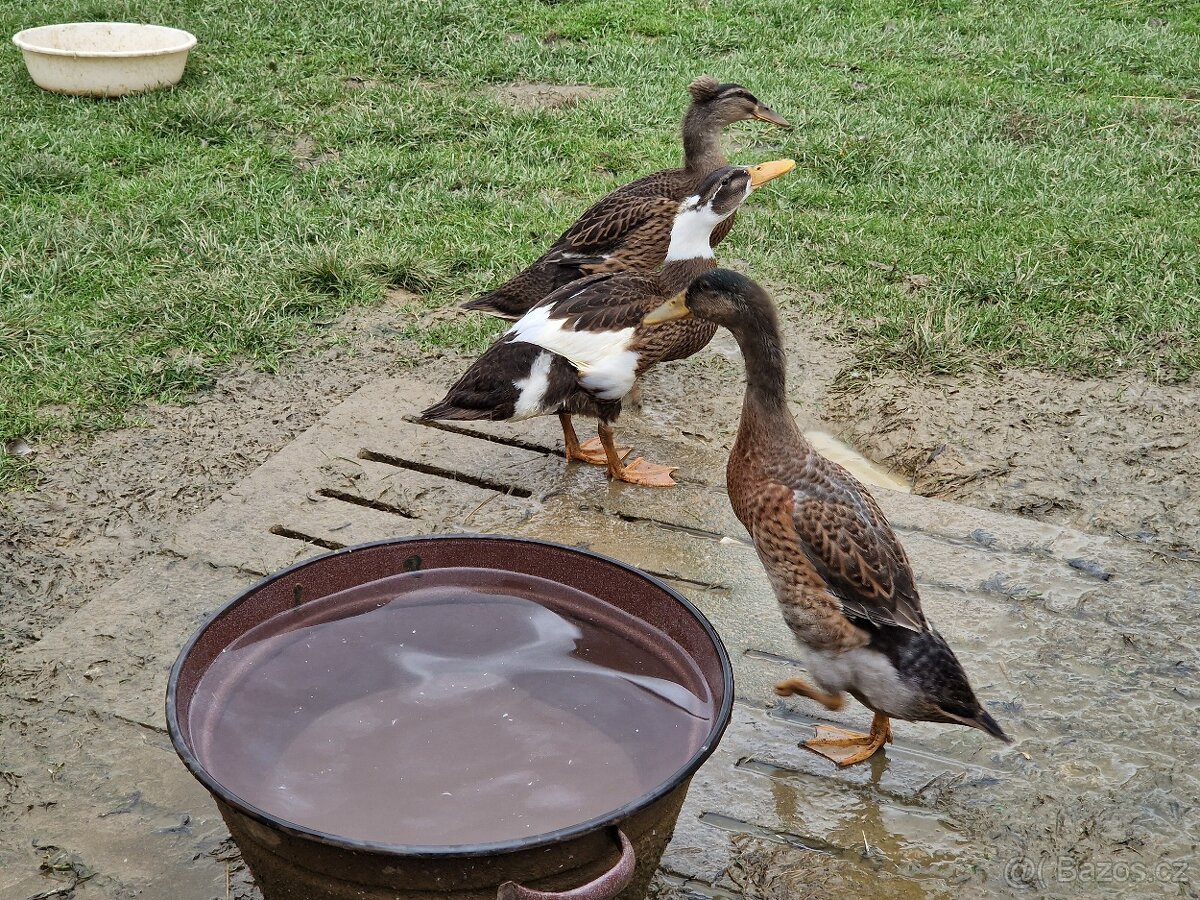 Indický běžec