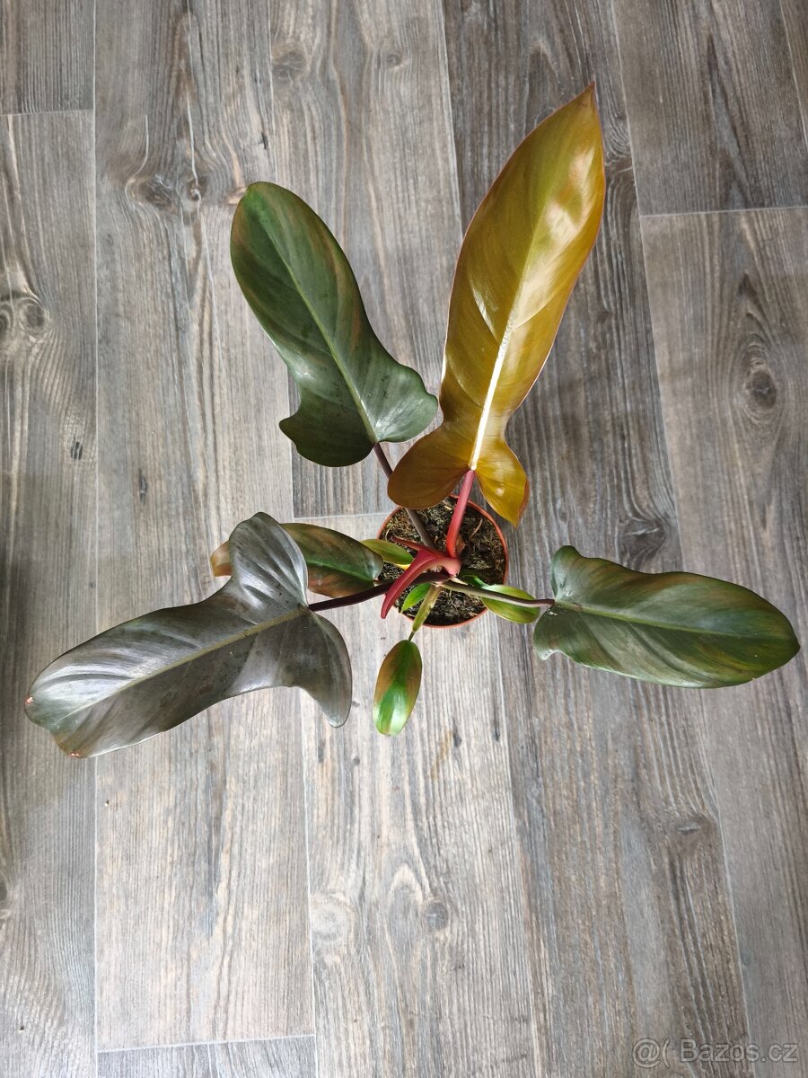 Philodendron Florida Bronze