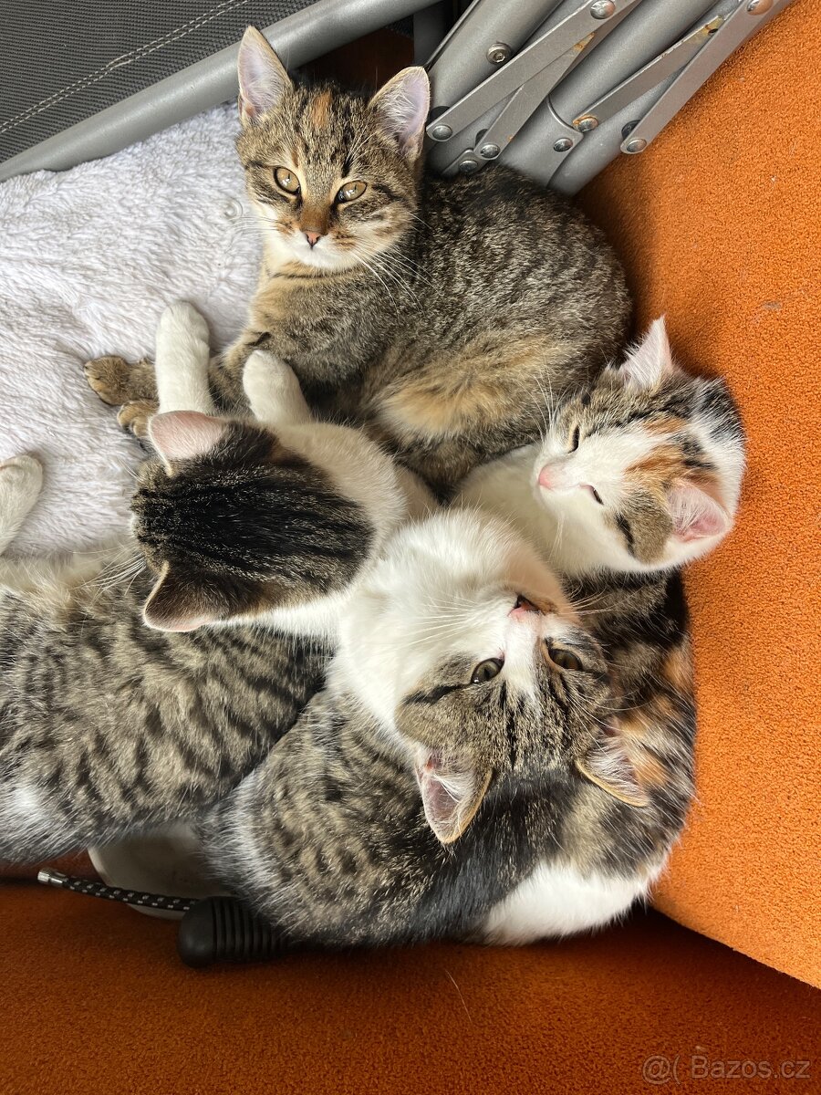 3 měsíční koťata