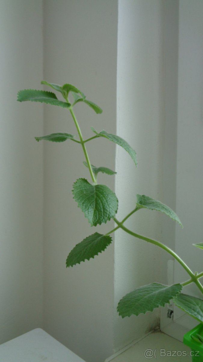 Rýmovník - Eukalyptus - Blahovičník