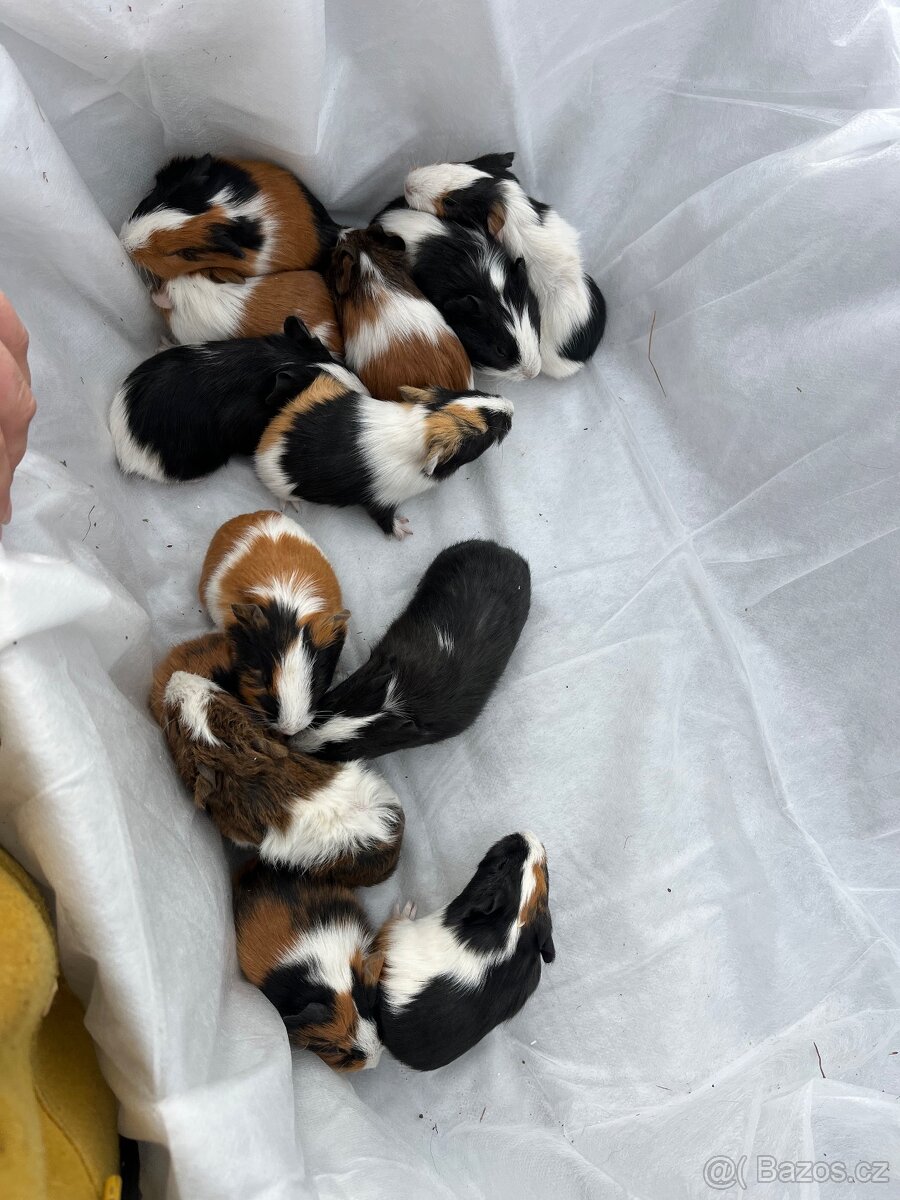 Morčátka - kluci i holky 😍