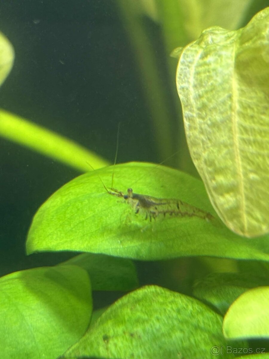 Krevetky Neocardina Davidi