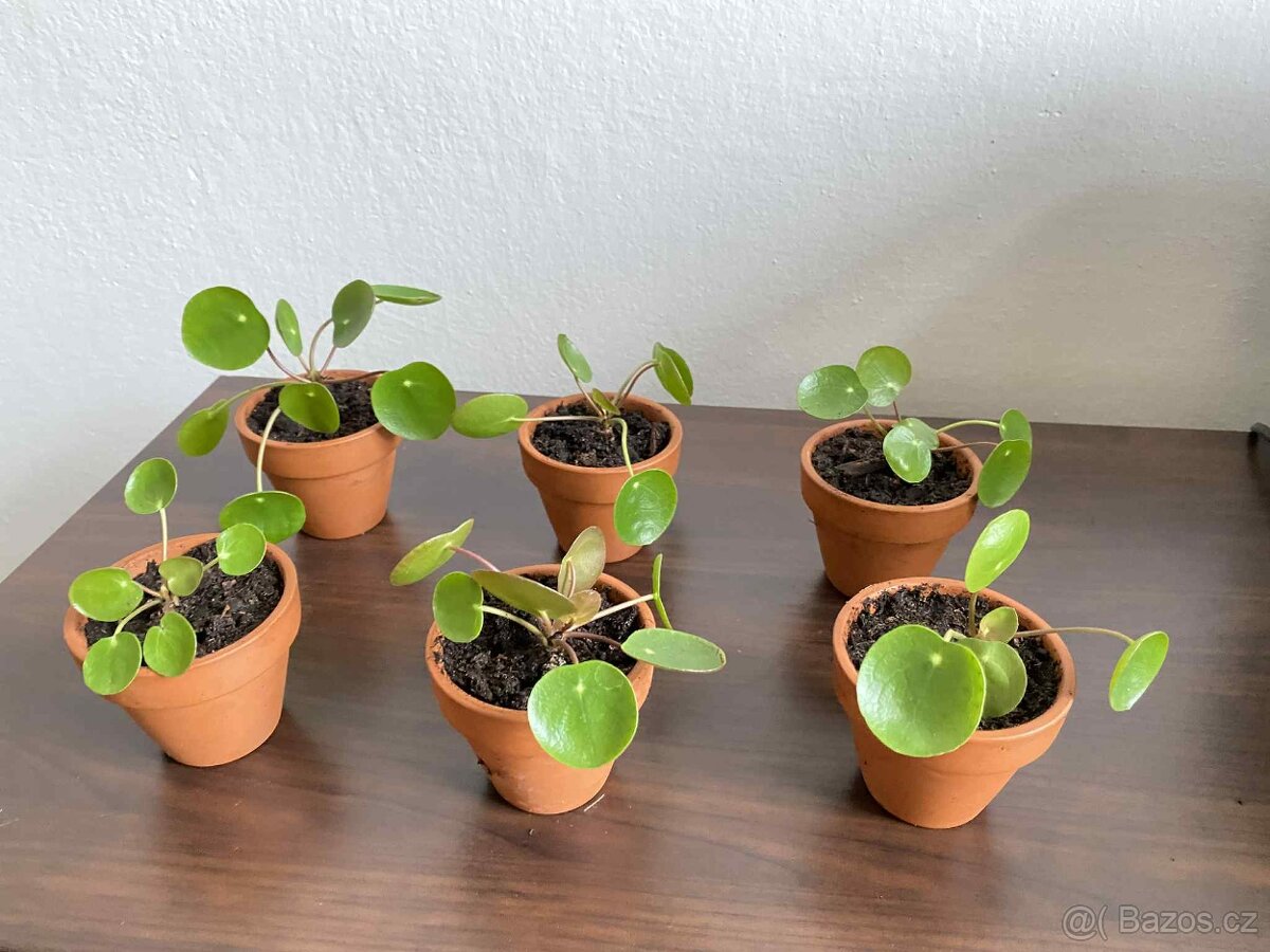 Pilea peperomioides