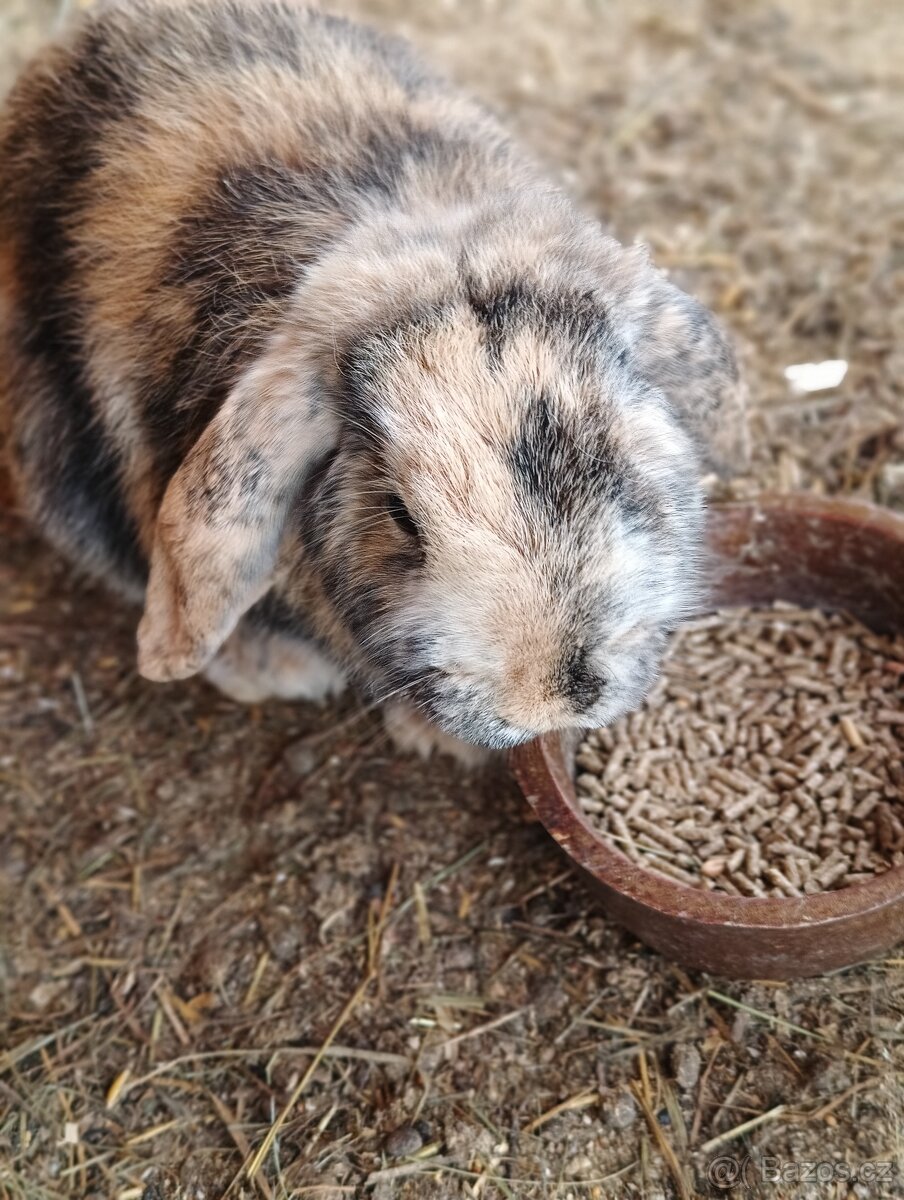 Prodám zakrslého beránka - samičku