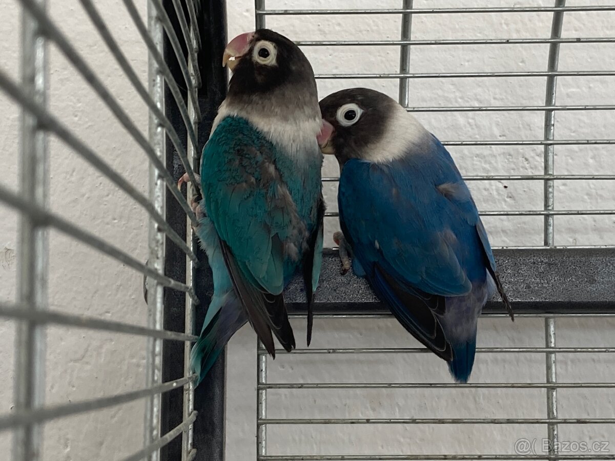 Agapornis Škraboškový - 2x samice