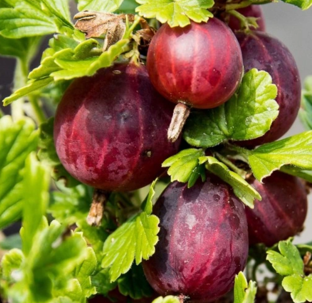 Angrešt keřový červený a bílý