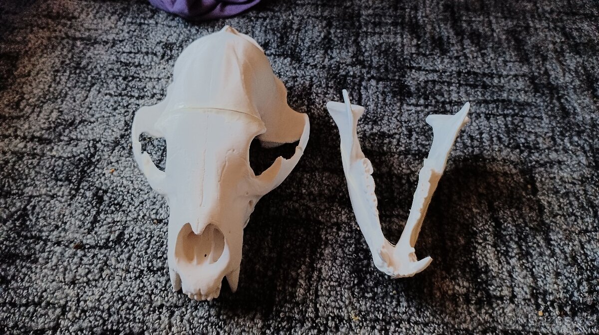 Lebka medvěda ze 3D tiskárny