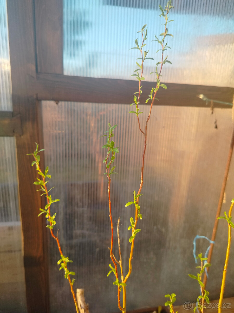 Prodám vrbu kroucenou (Salix erythroflexuosa)