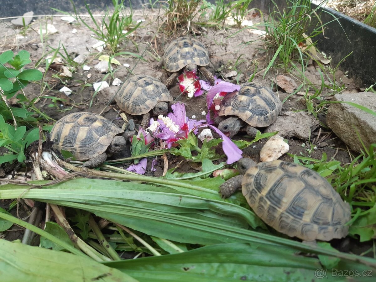 0.0.5 želva zelenavá (Testudo hermanni)
