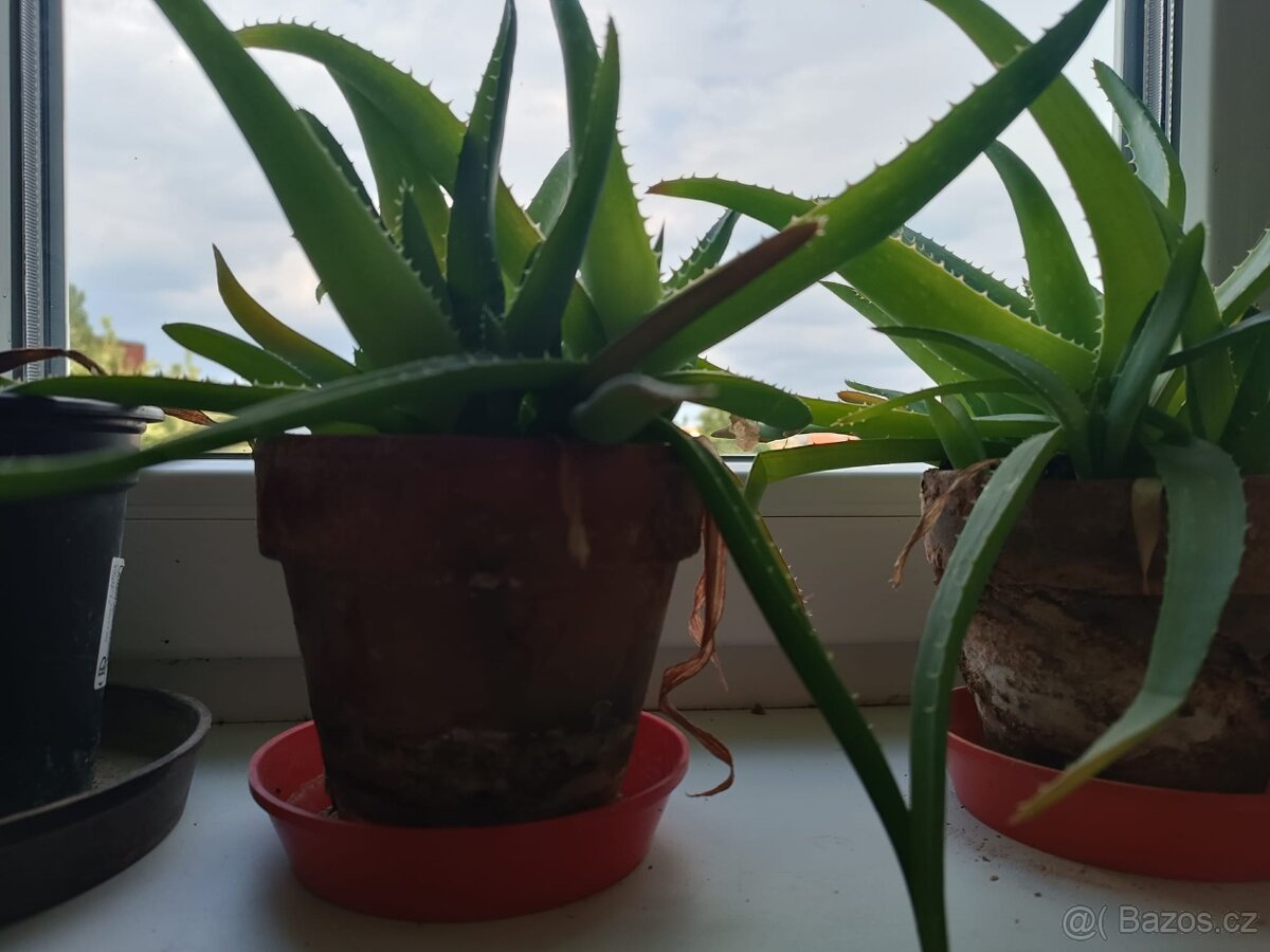 Aloe Vera