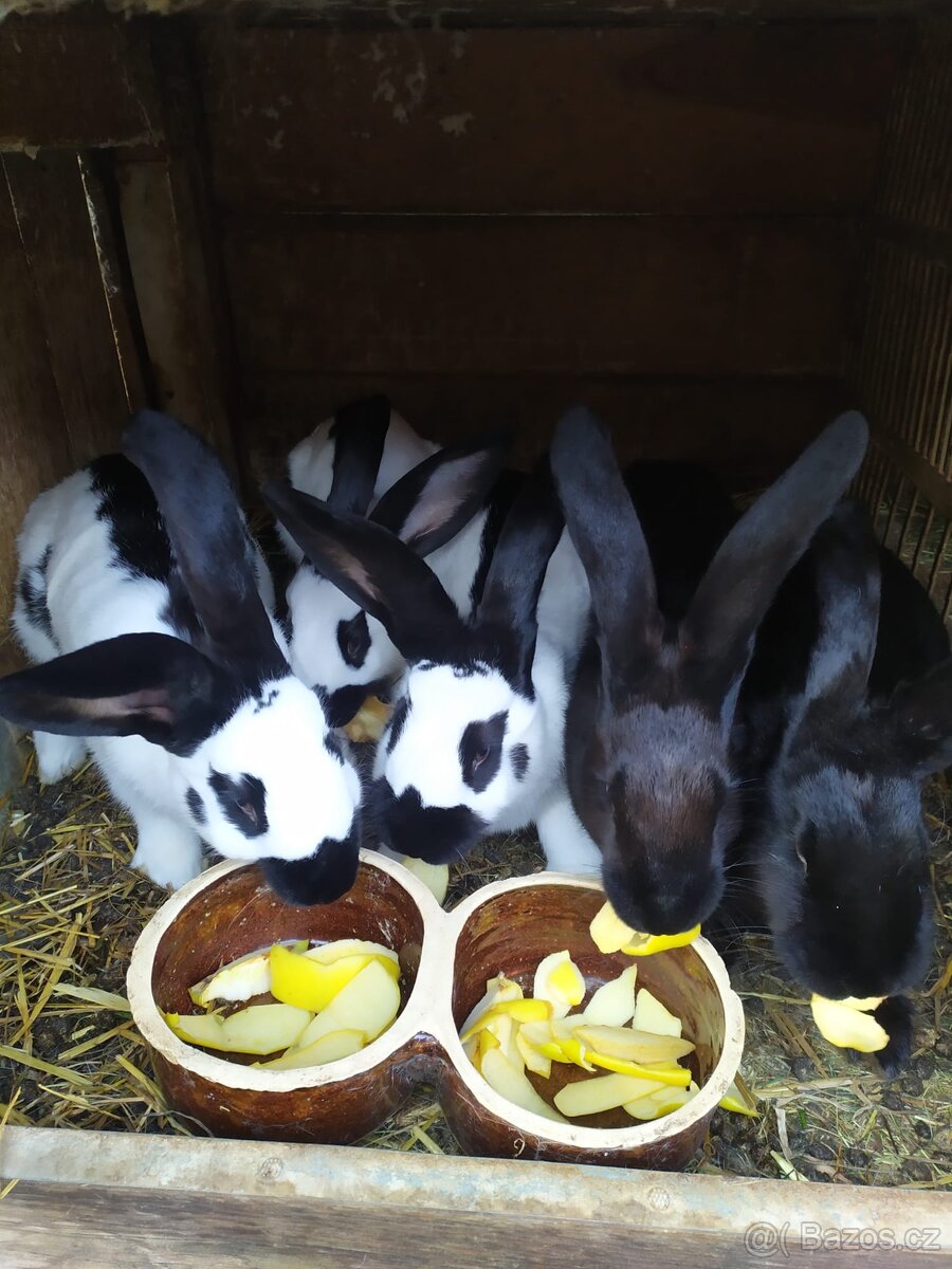 Německý obrovitý strakáč-čistokrevný