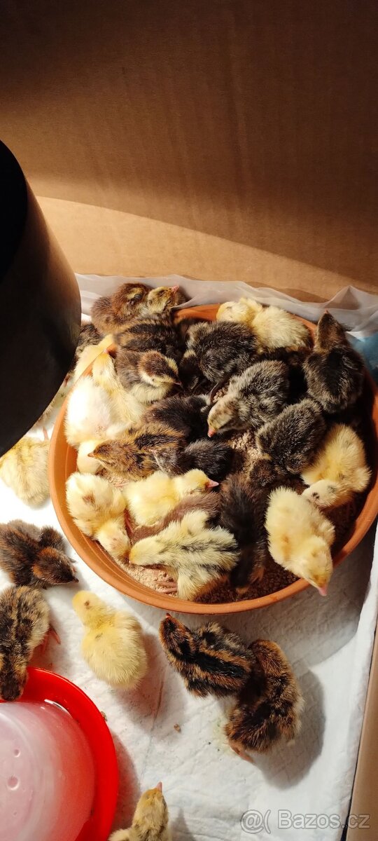 Křepelka japonská nosná