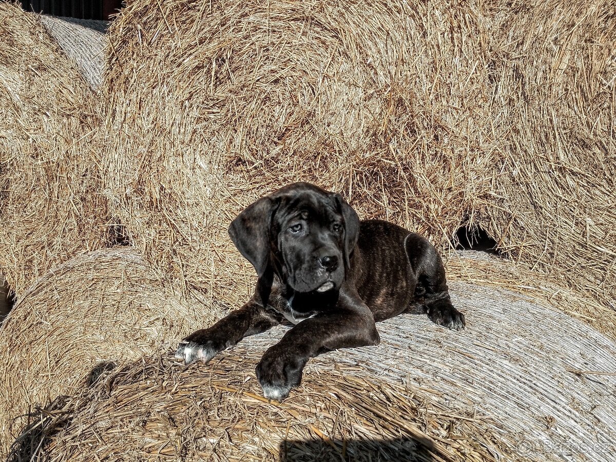 Cane Corso ihned k odběru