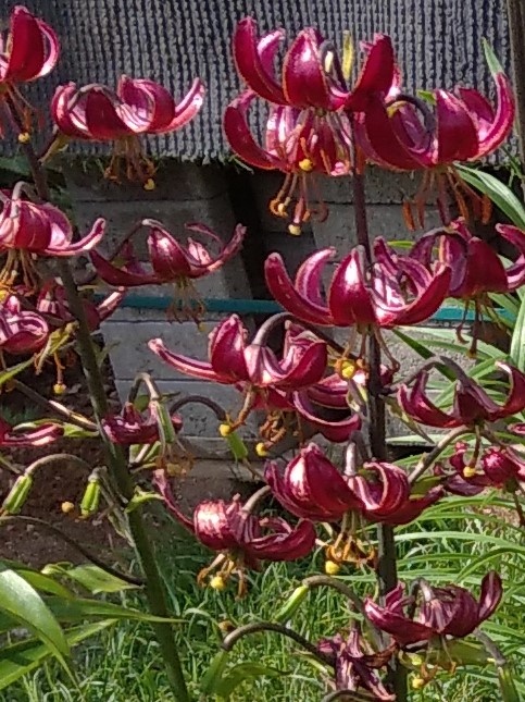 Lilie zlatohlávek - Lilium martagon 200 semen 50 Kč