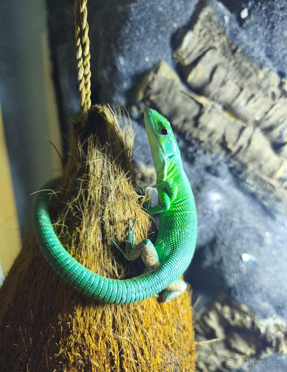 Prodám dospělý pár Gastropholis prasina