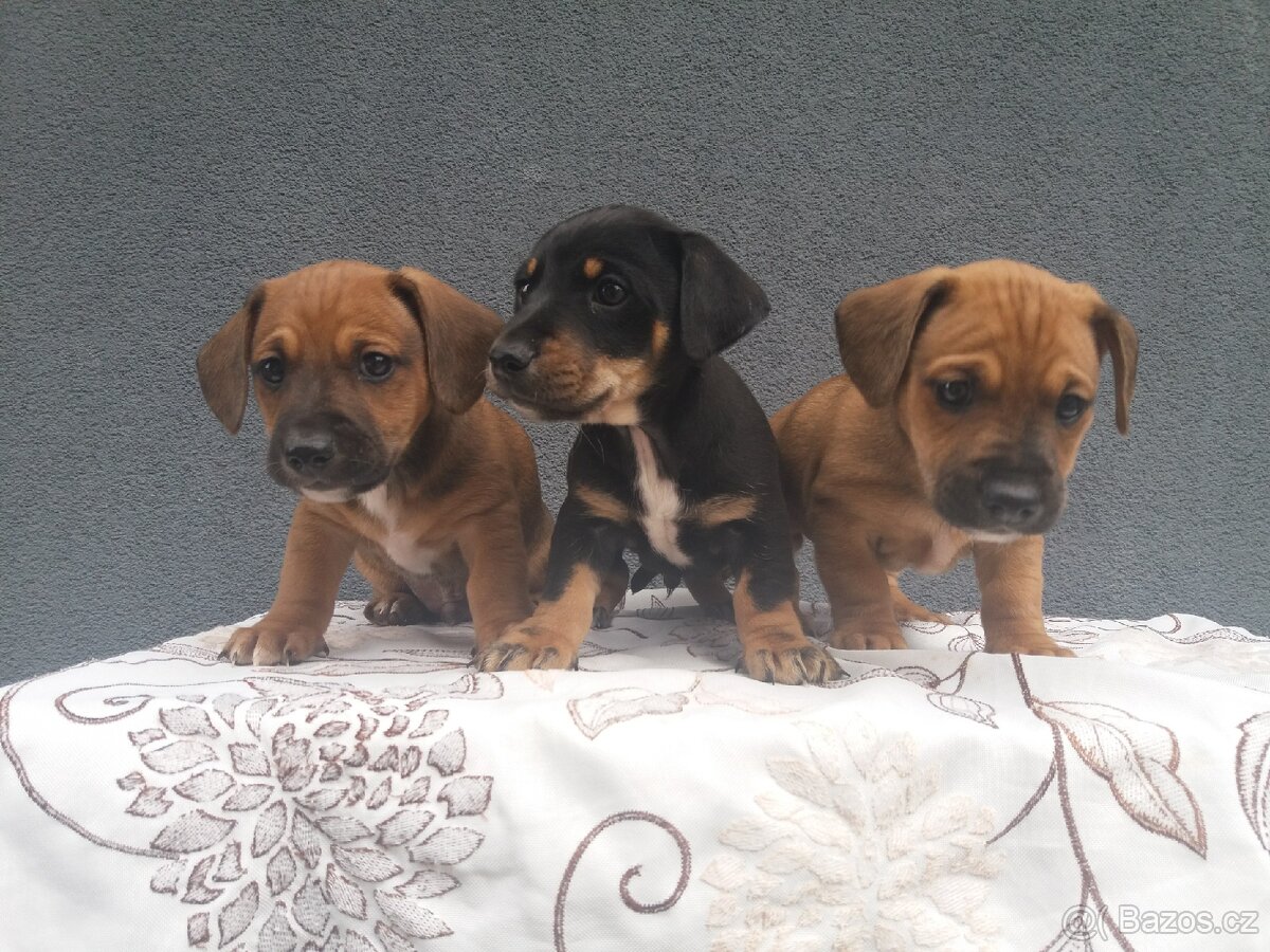 Jezevčík trpasliči