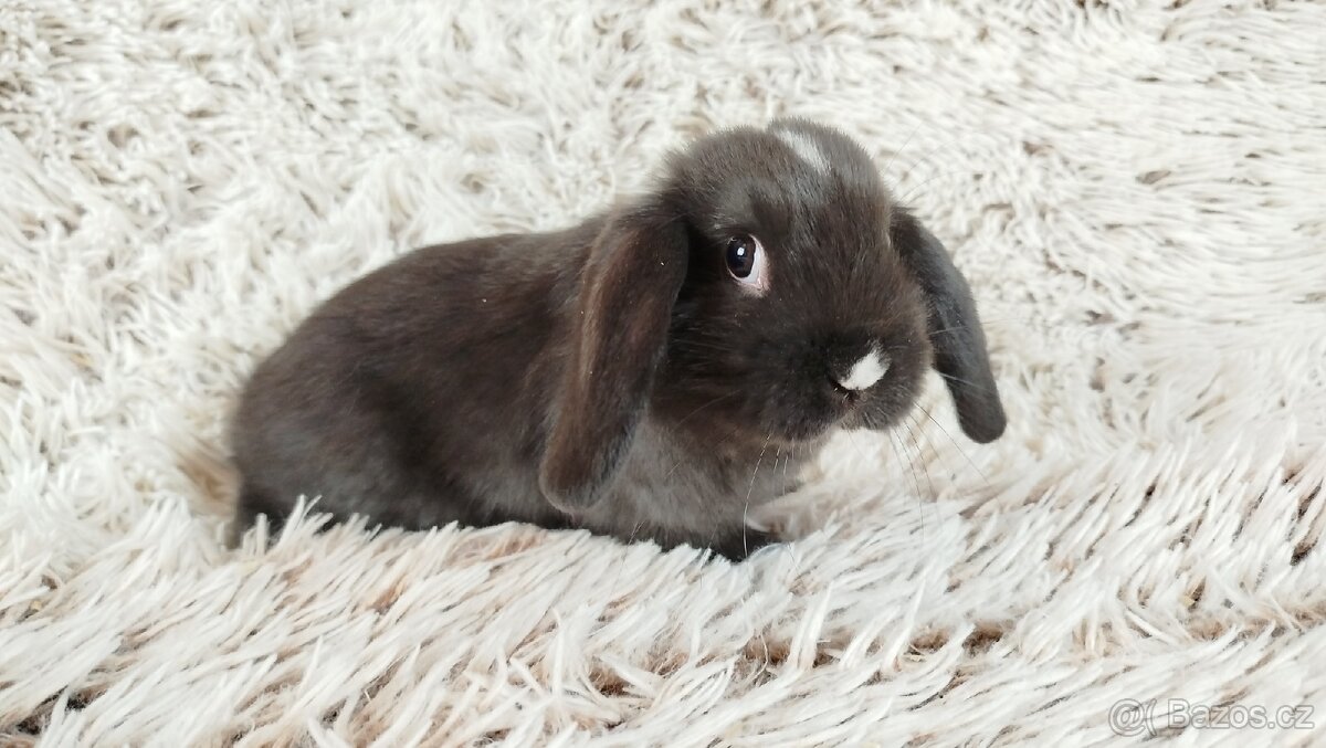 Zakrslý beránek, králíček, králík - DAN