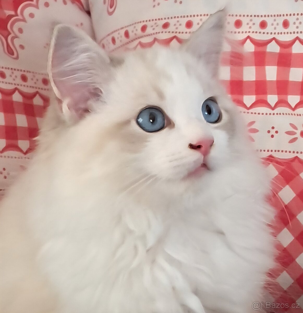 Kočičky ragdoll s PP