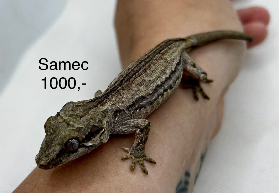 Pagekon hrbolkohlavý