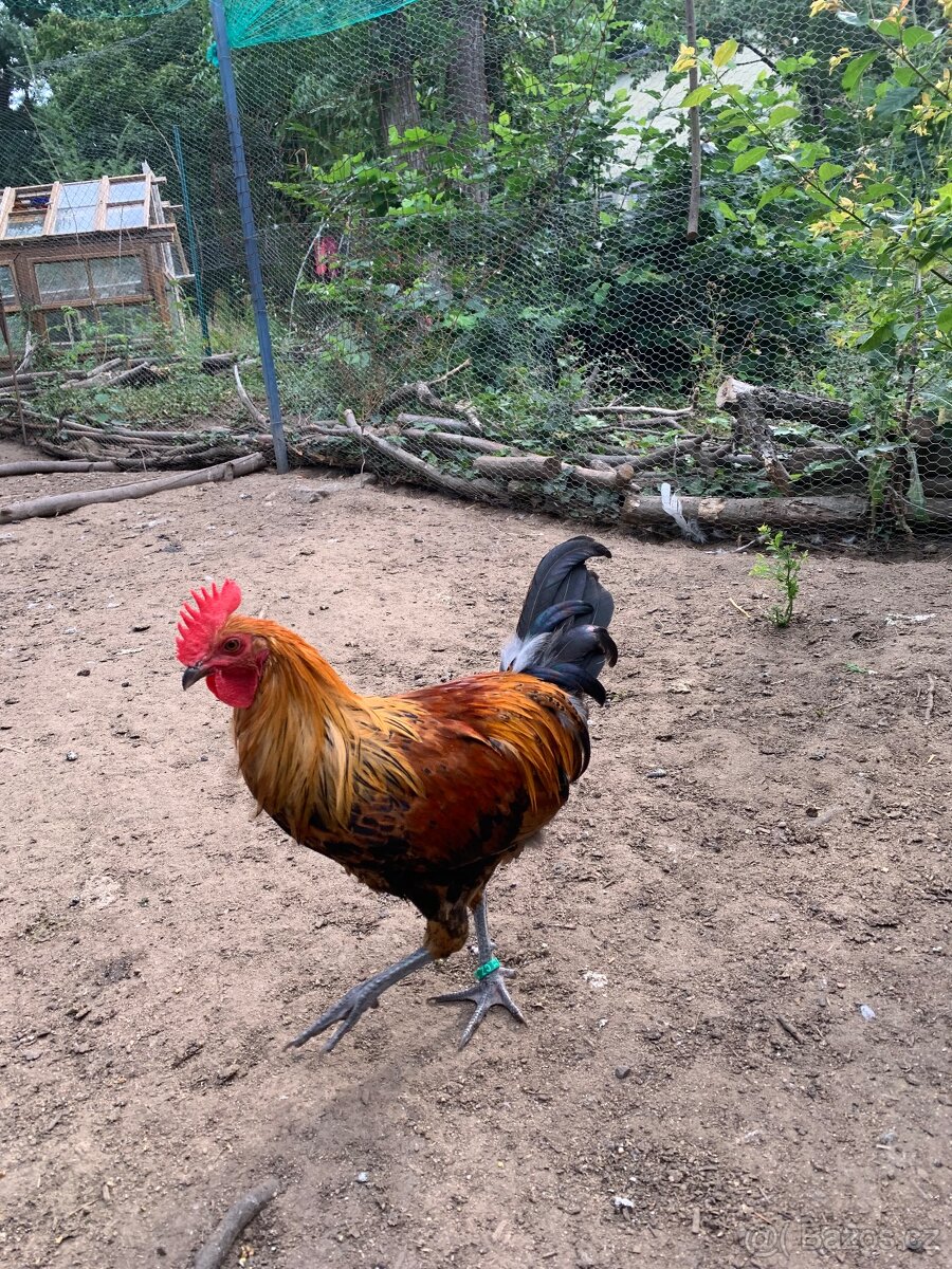 Kohout ČZK