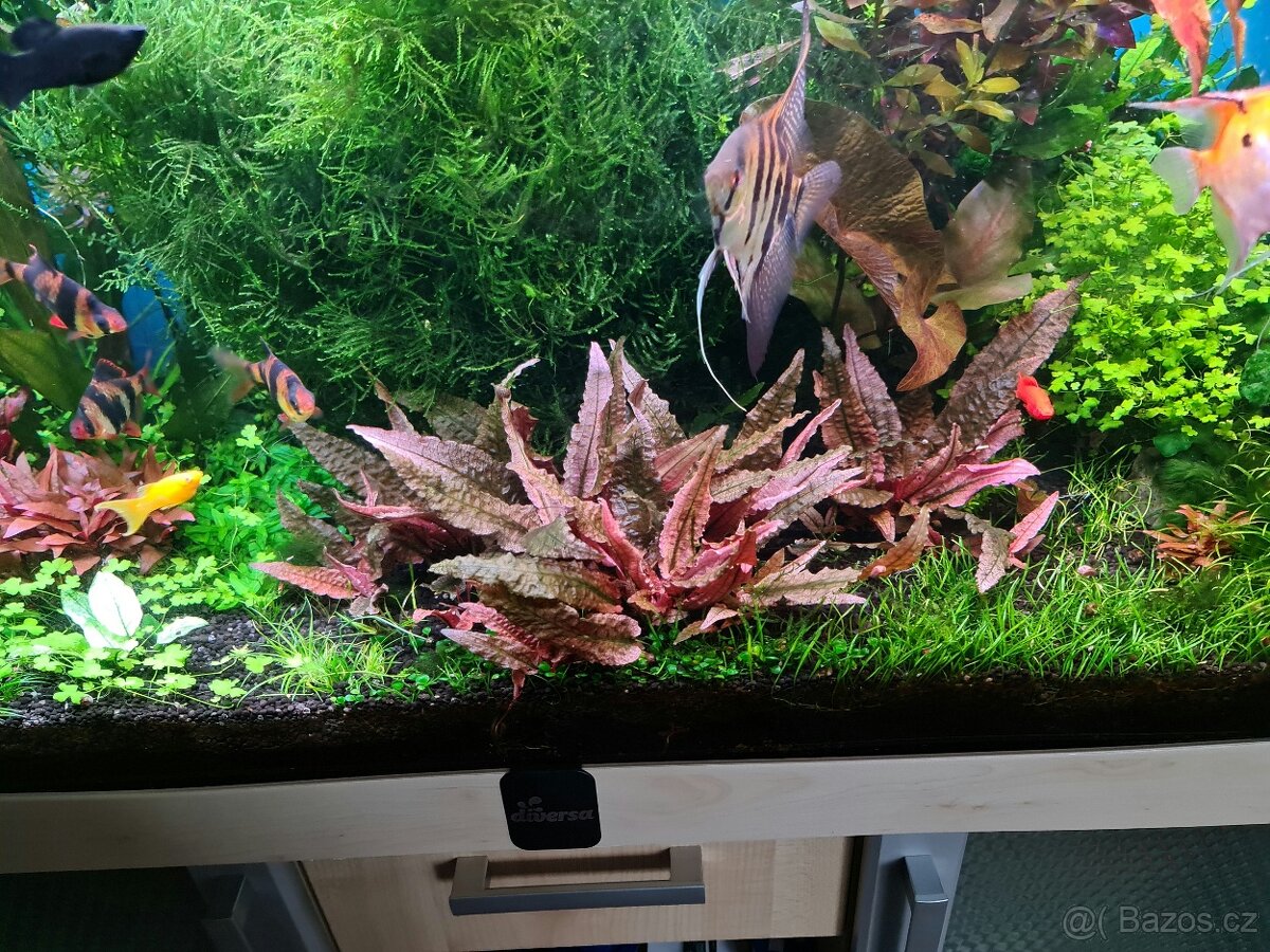 Akvarijní rostlinky