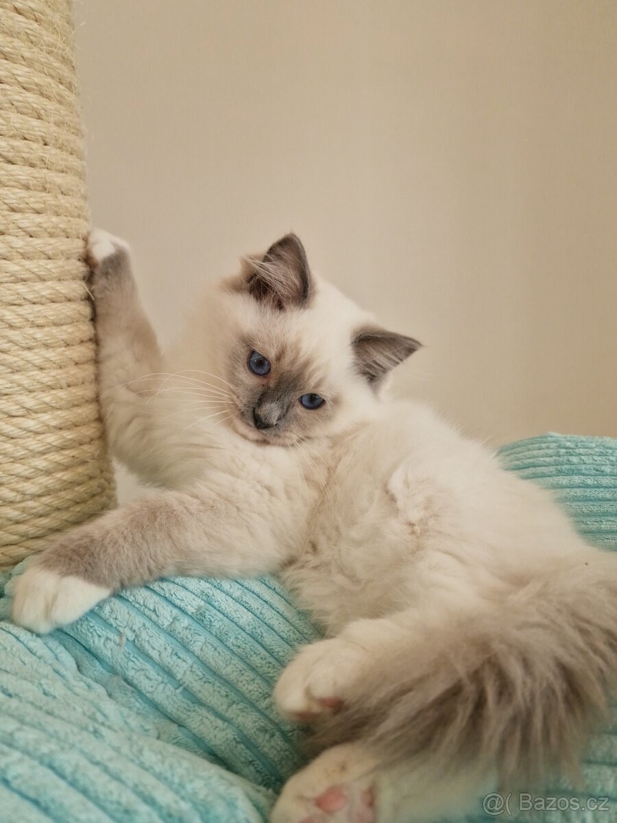 Ragdoll s PP kotě