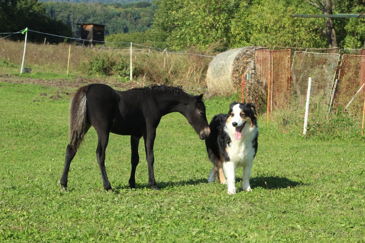 Letošní hřebeček minihorse - REBELION B