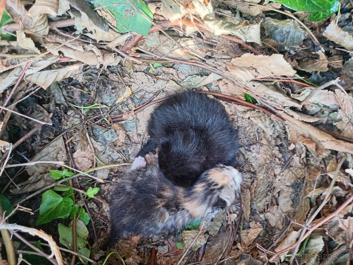 Daruji koťata krásná