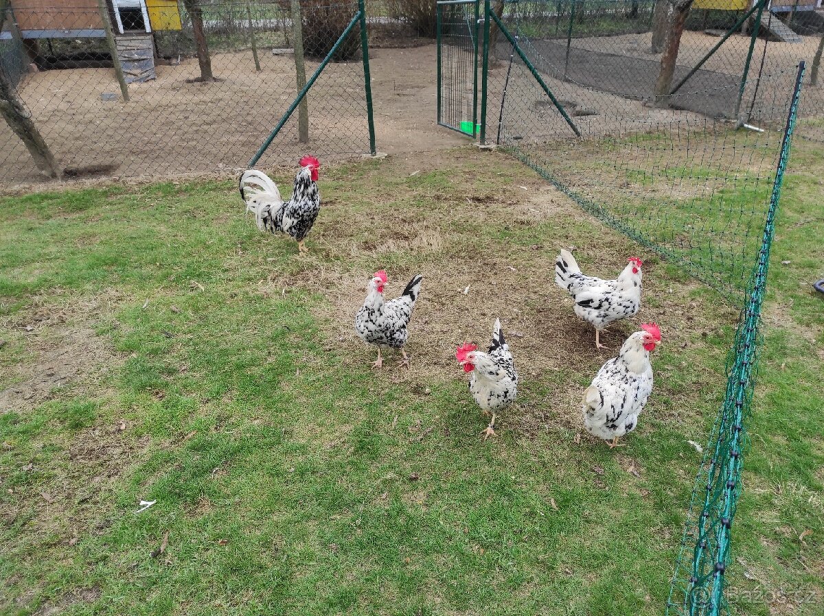 Vlaška - Exchequer - Násadová vejce a kuřátka