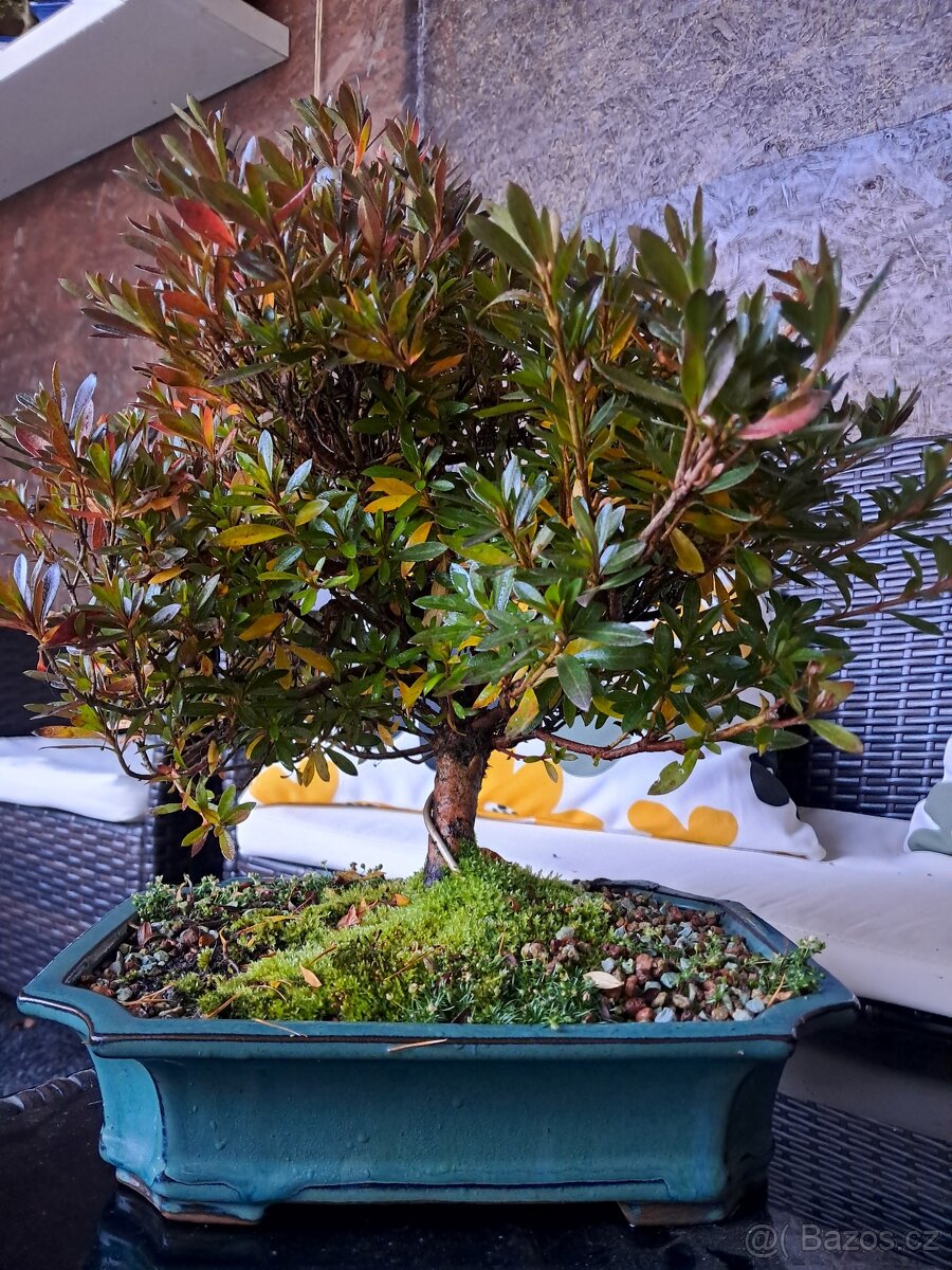 Bonsaj,bonsai Japonská Azalka