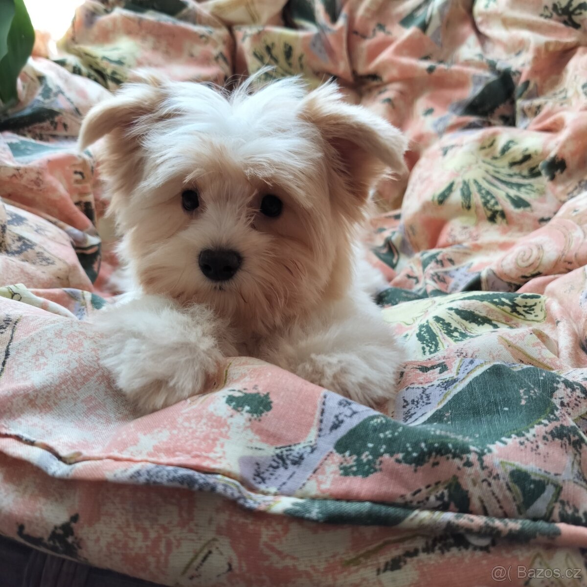 Yorkshire teriér Biro(Jorkšírský teriér Biro)