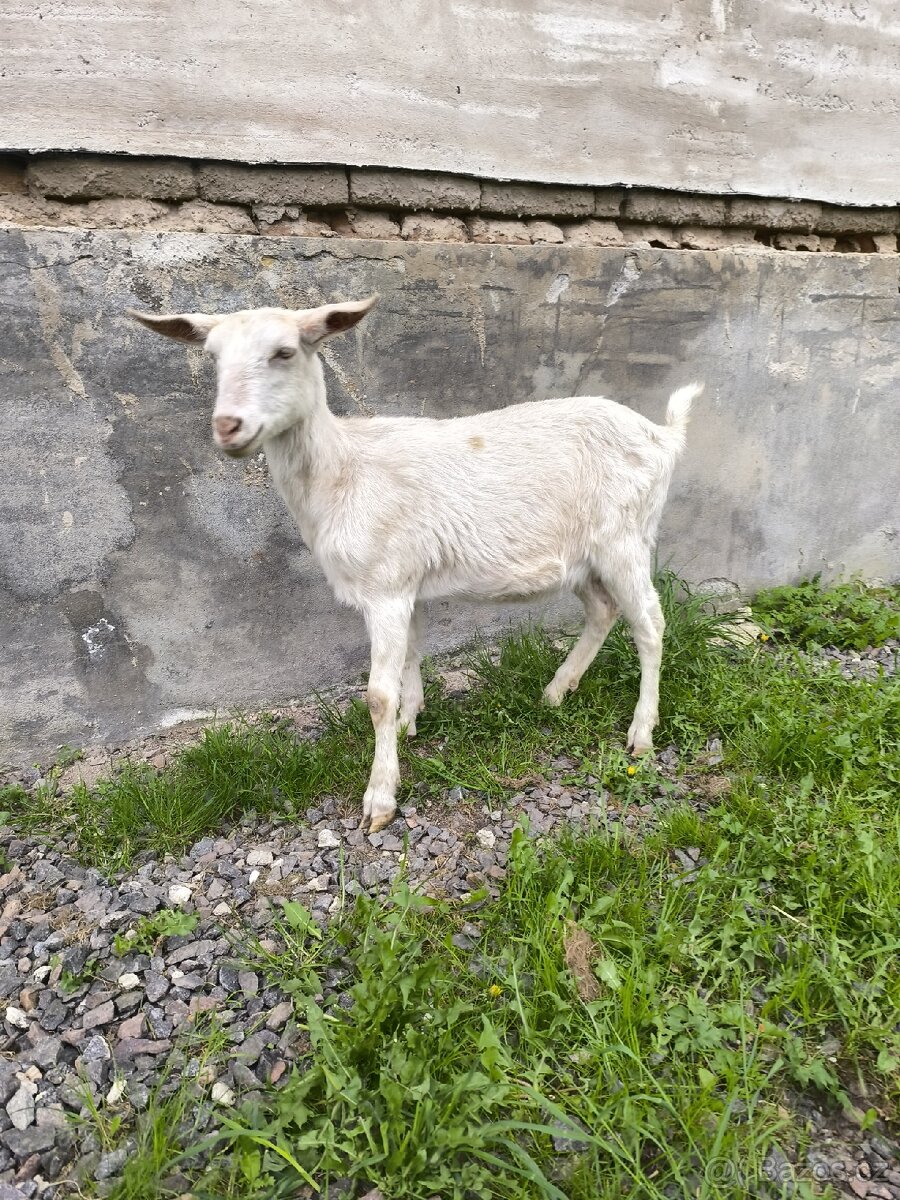 Kozy