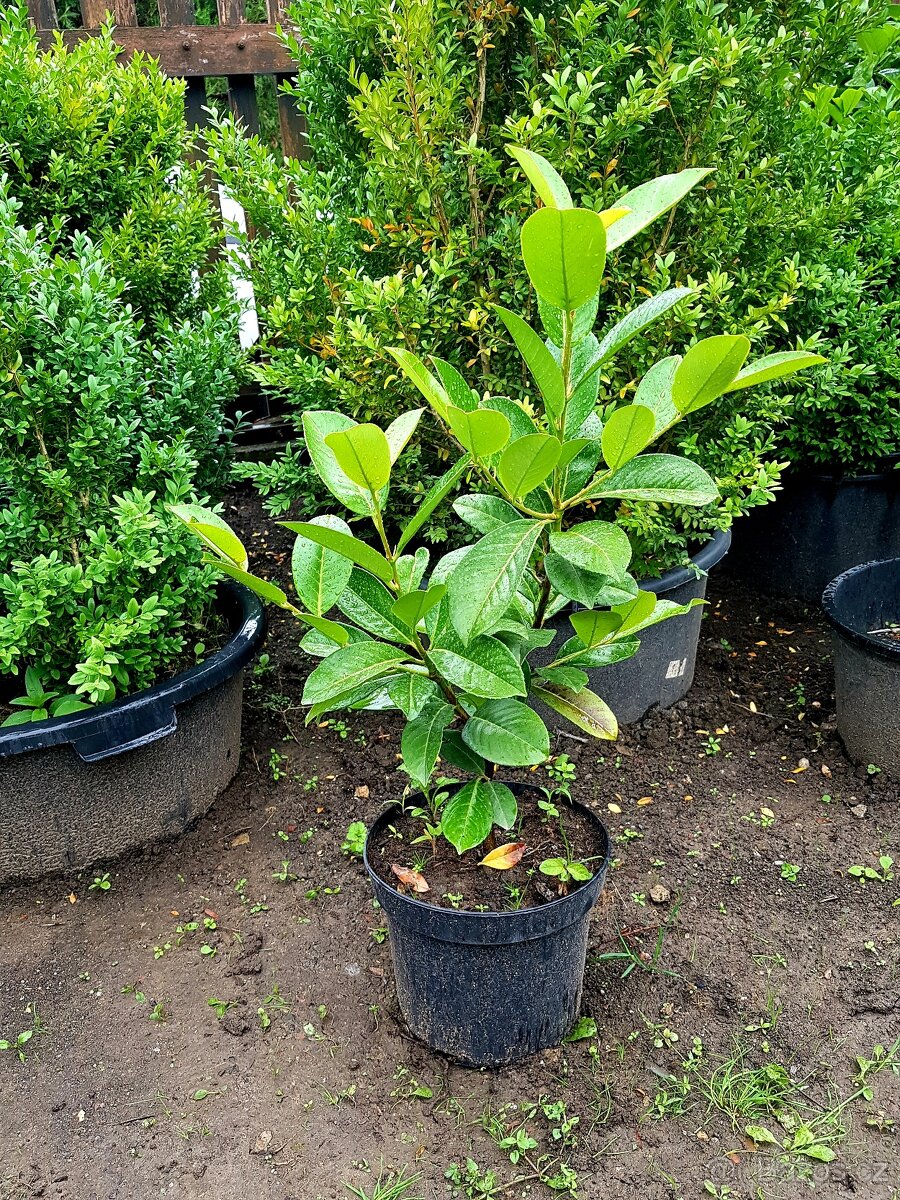 Bobkovišeň lékařská, Laurocerasus, bobkoviěeň,