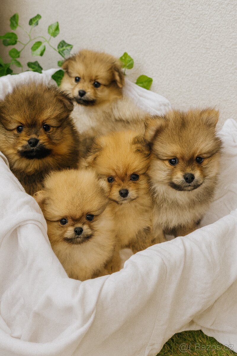Štěňátka - Pomeranian
