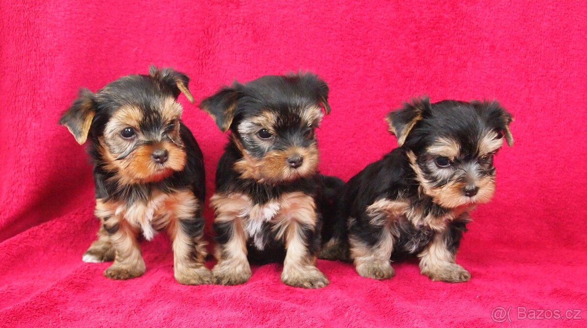 Jorkšírský teriér s PP FCI