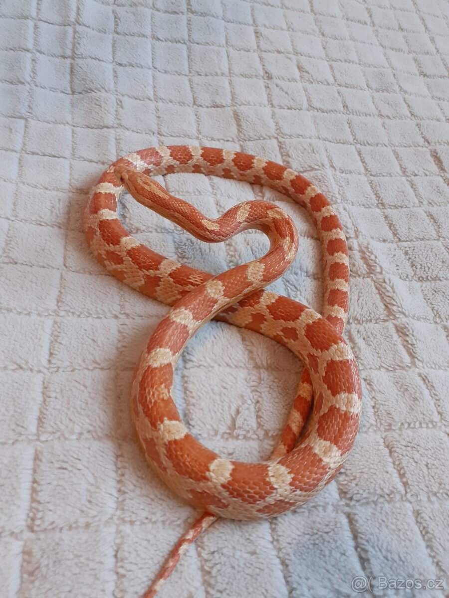 Užovky červené, krajta královská