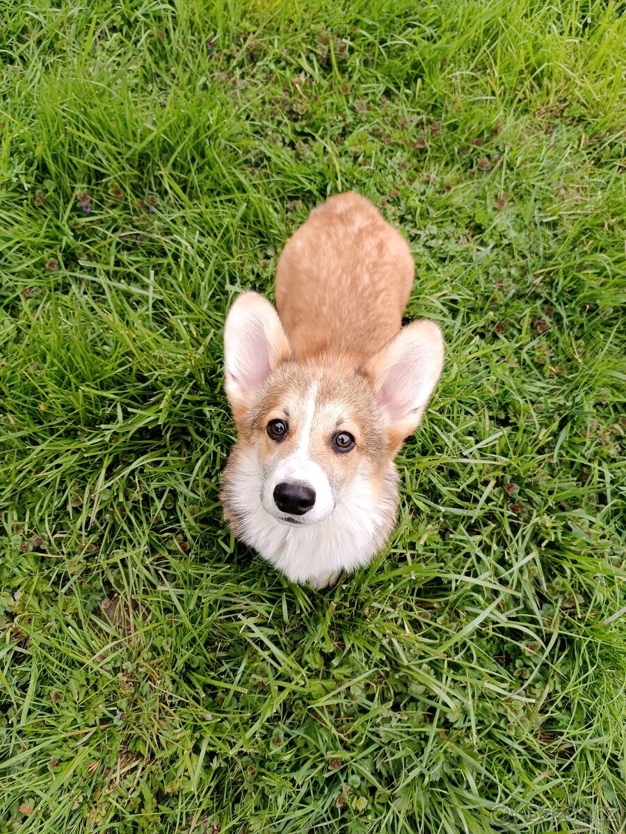 Welsh corgi pembroke s PP