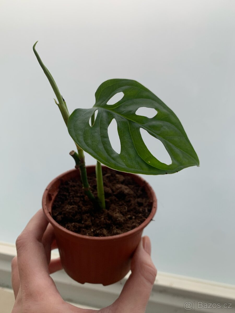 Monstra adansonii