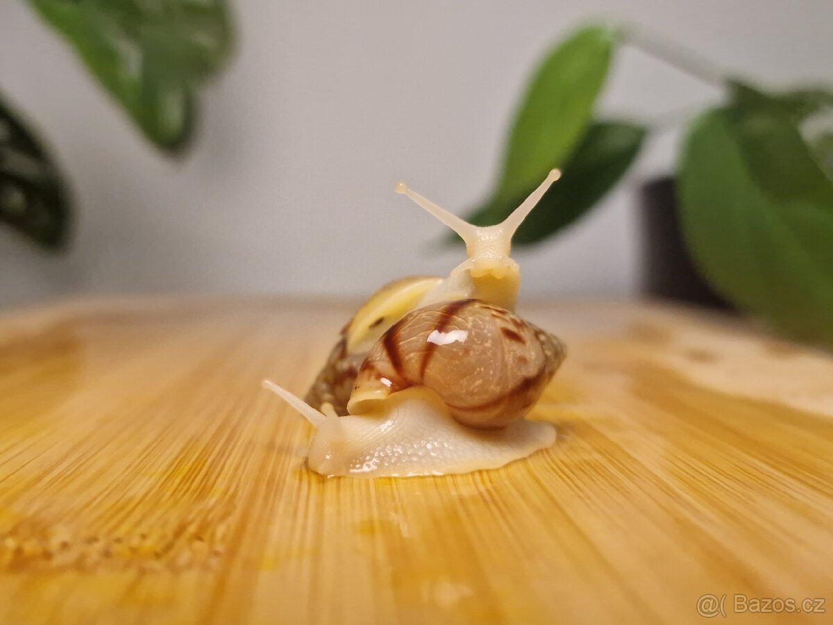 Lissachatina Fulica Jade