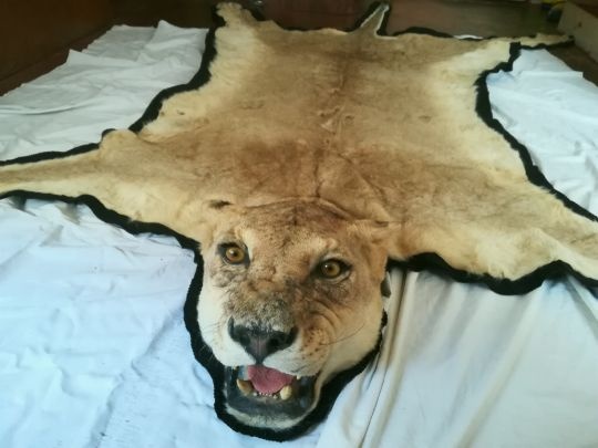 OBROVSKÁ Starožitná Předložka - VYPREPAROVANÁ LVICE - AFRIKA