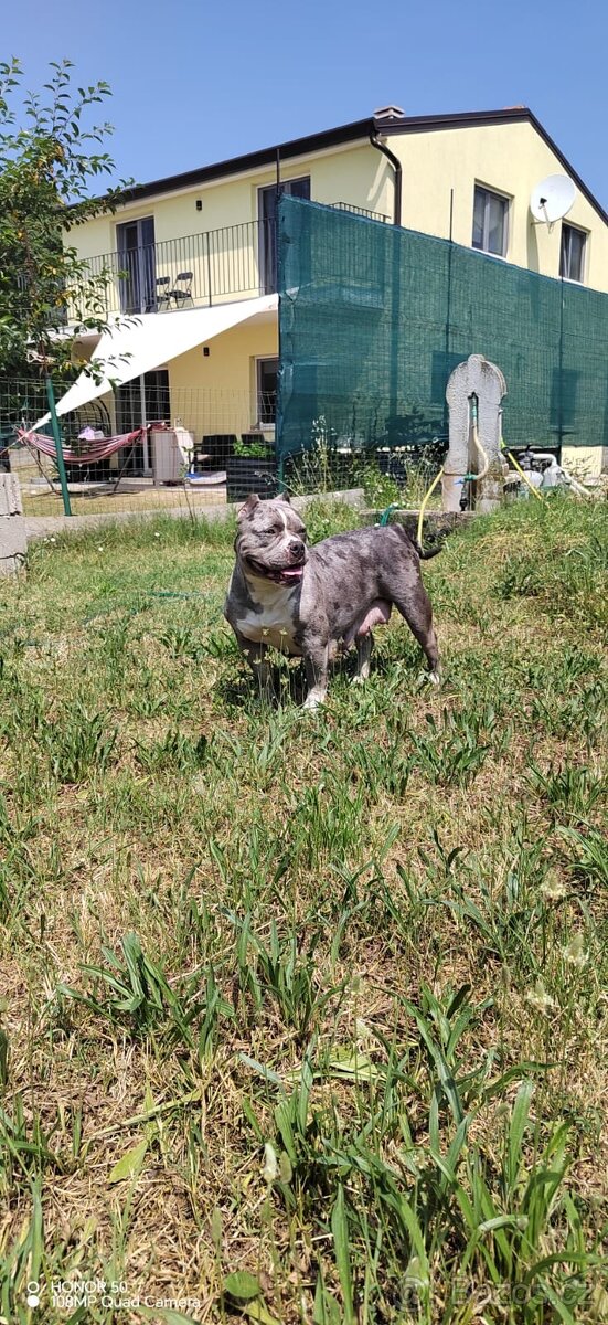American Bully Pocket- Standart