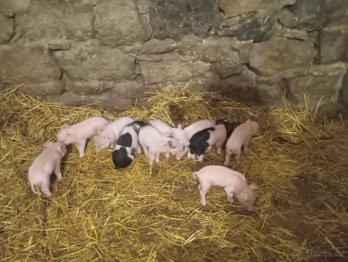 Rezervace na selata
