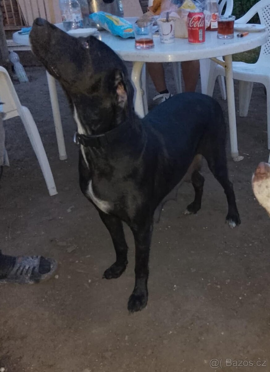 catahoula bez PP