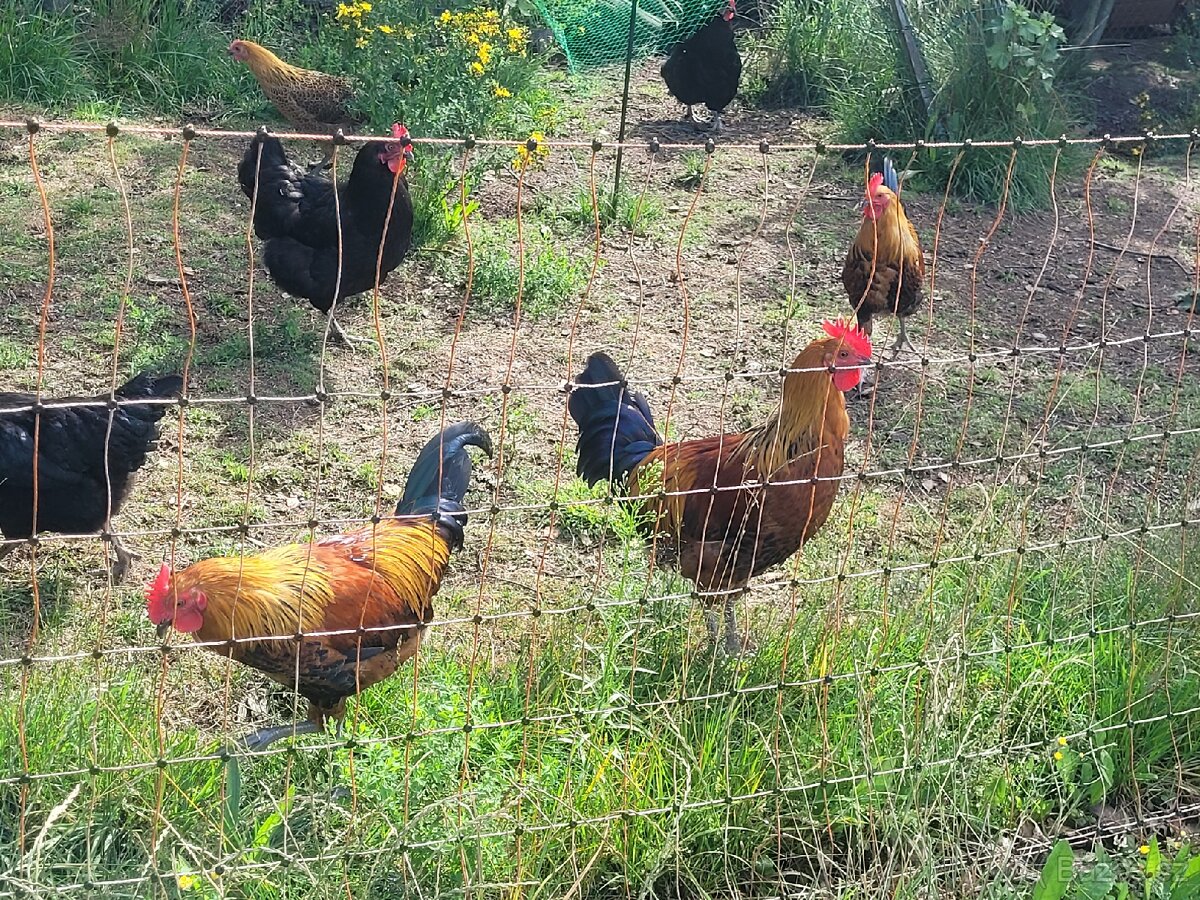 Kohoutci Česka zlatá kropenka