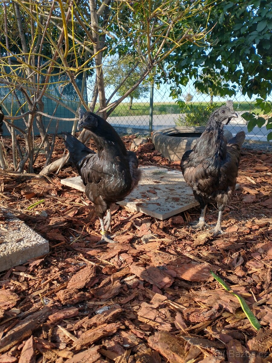 Ayam Cemani chovný pár