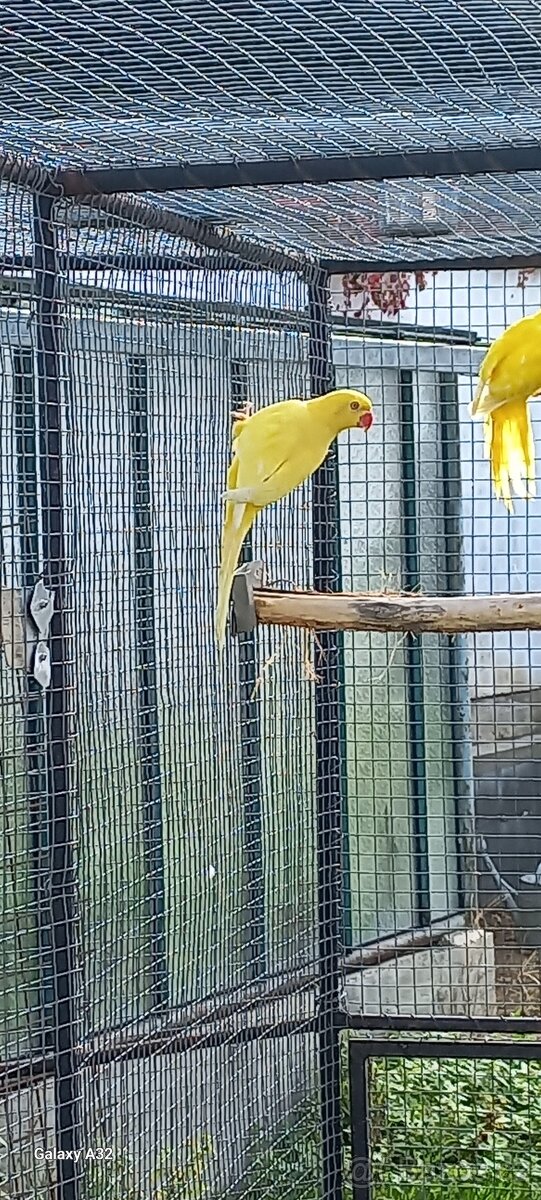 Alexandr malý lutino kr. 25